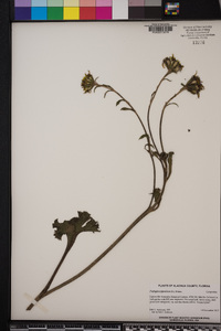 Farfugium japonicum image