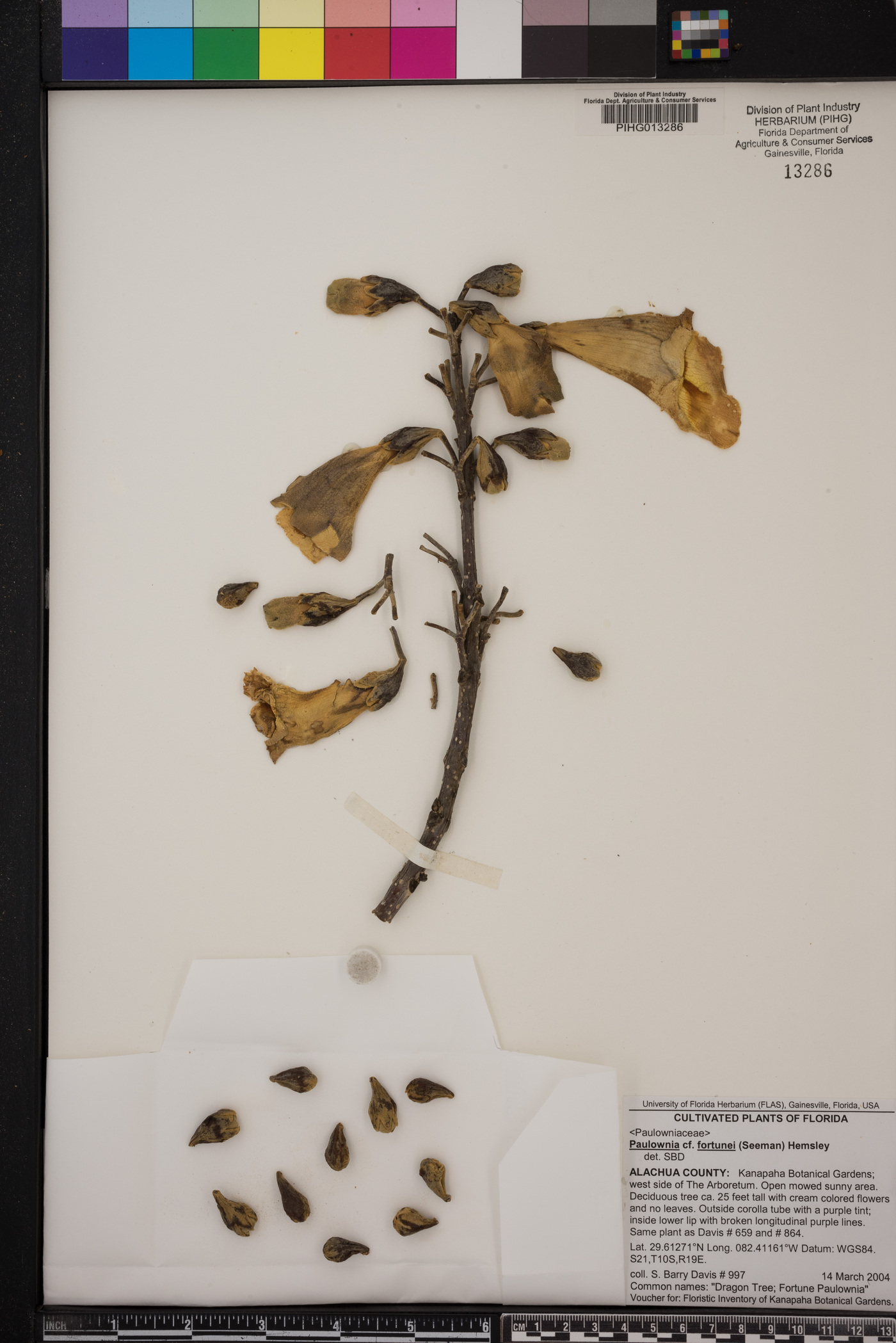 Paulownia fortunei image