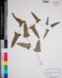 Smilax bona-nox image