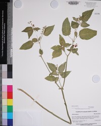 Rivina humilis image