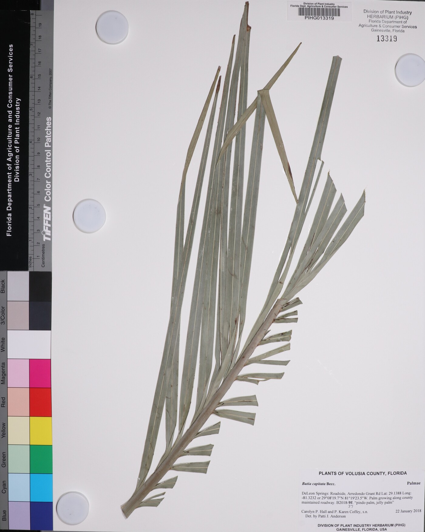 Butia odorata image