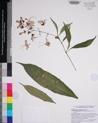 Clerodendrum laevifolium image