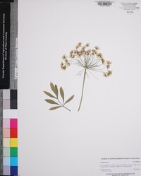 Ammi majus image