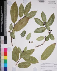Ficus coronata image