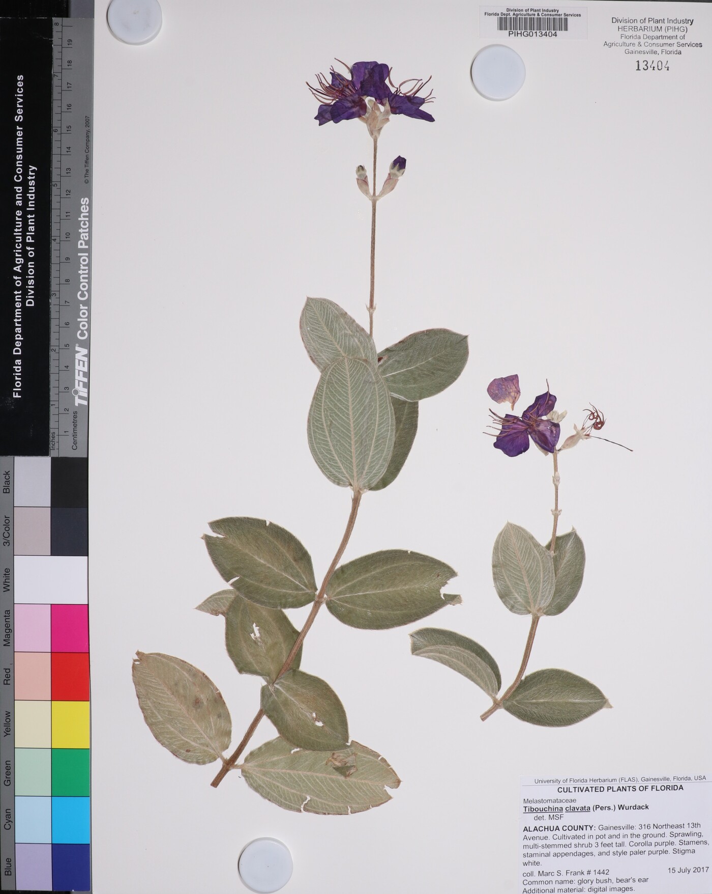 Tibouchina clavata image