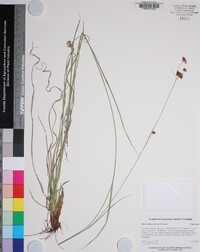 Rhynchospora harveyi image