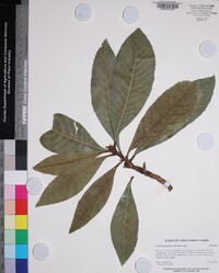 Eriobotrya japonica image