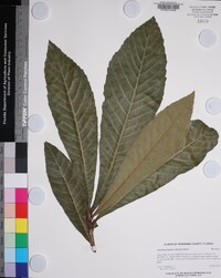 Eriobotrya japonica image