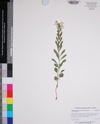 Scutellaria multiglandulosa image