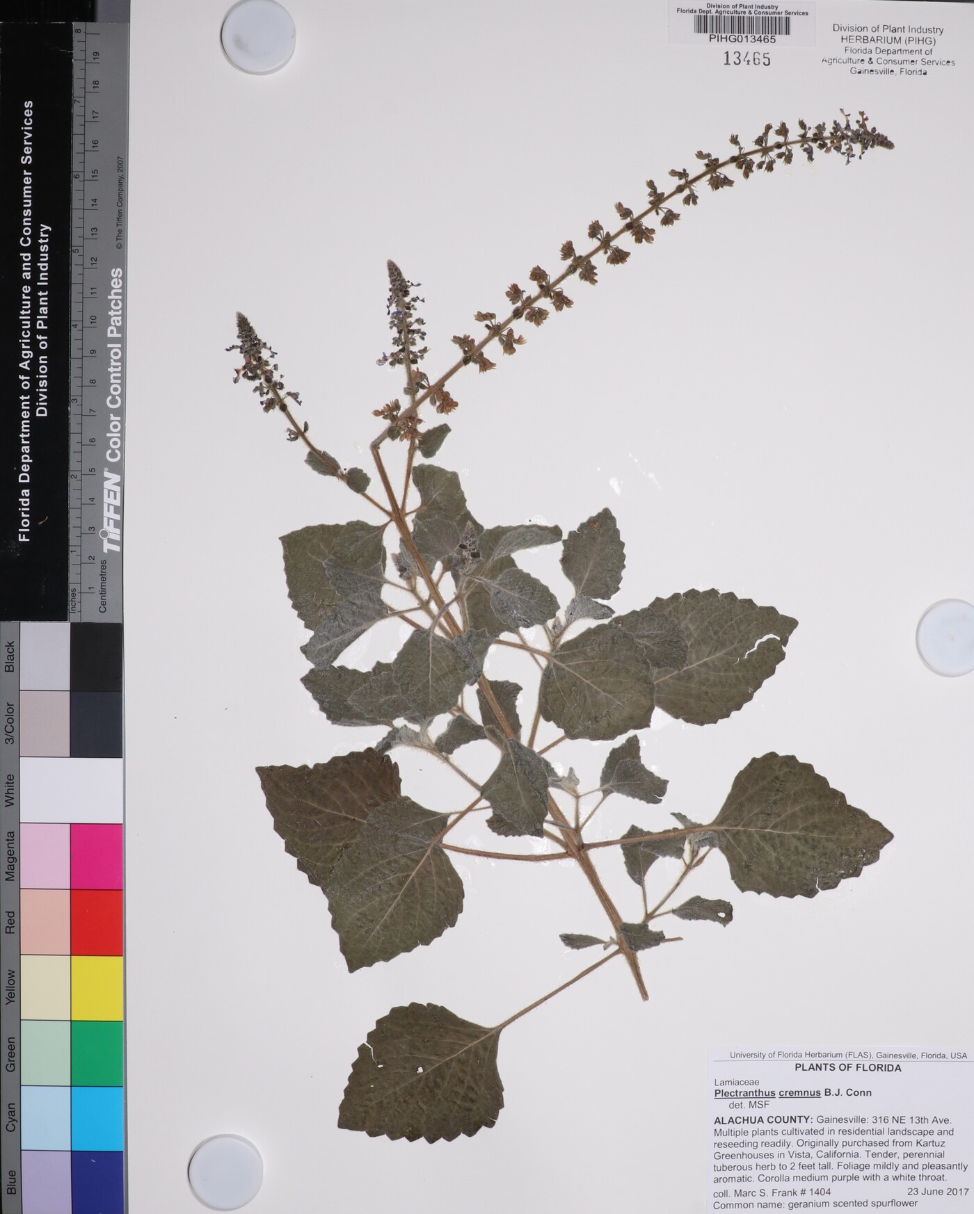 Plectranthus cremnus image
