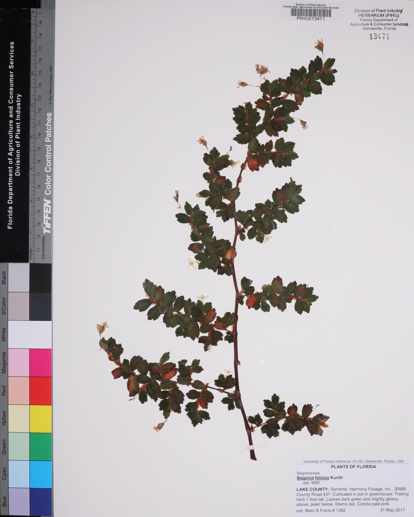 Begonia foliosa image