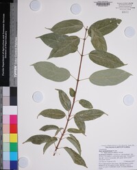 Acer coriaceifolium image