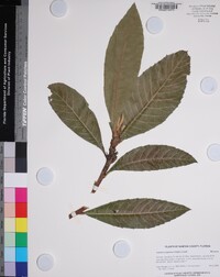 Eriobotrya japonica image