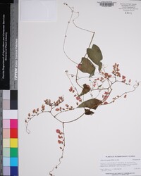 Antigonon leptopus image