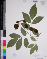 Lonchocarpus punctatus image