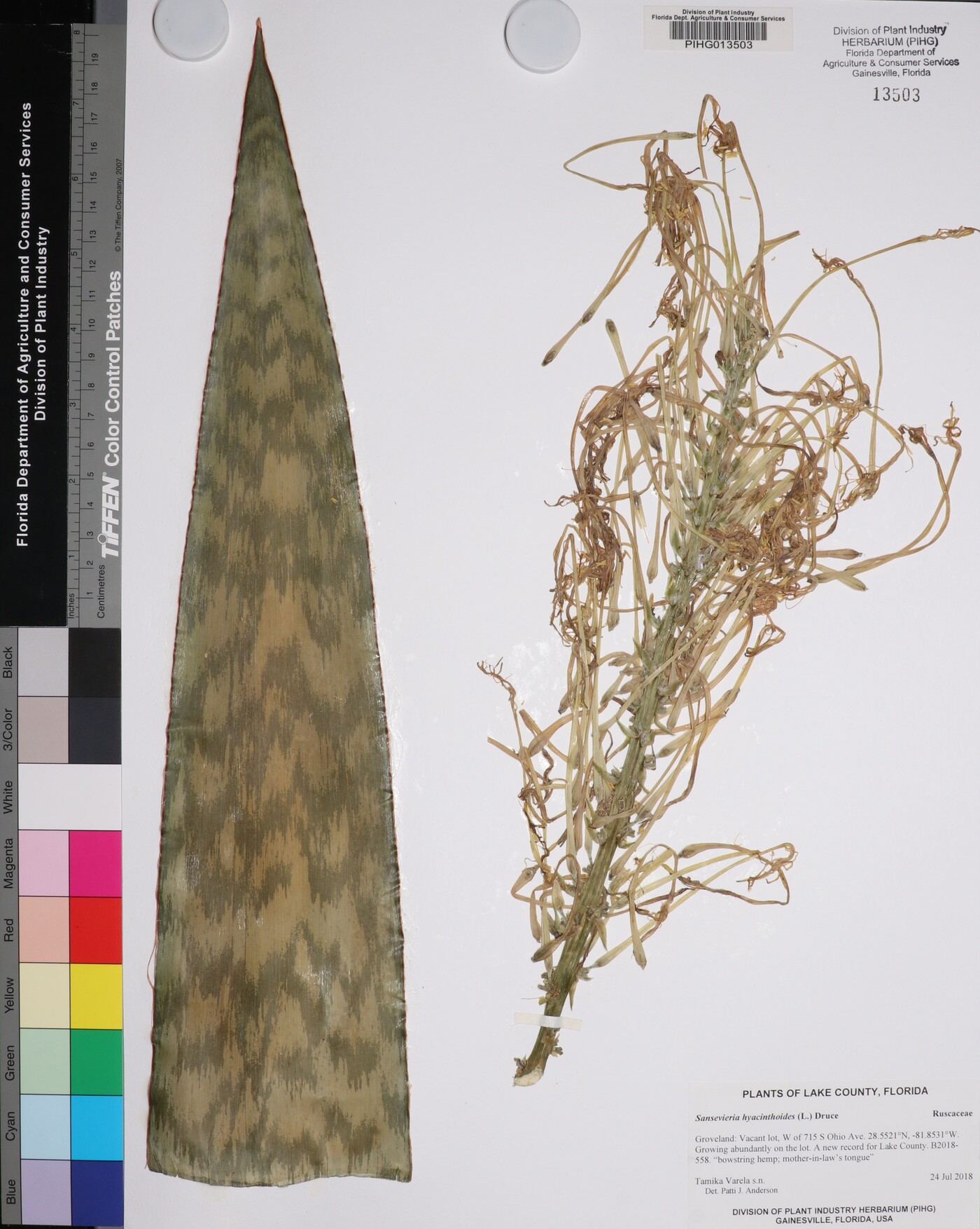 Sansevieria hyacinthoides image