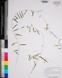 Stylisma patens var. angustifolia image