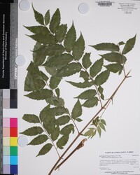 Koelreuteria elegans subsp. formosana image