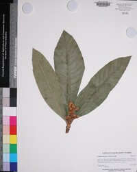 Eriobotrya japonica image