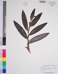 Tradescantia pallida image