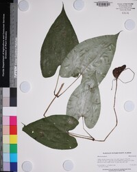 Dioscorea alata image