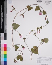 Ipomoea leucantha image