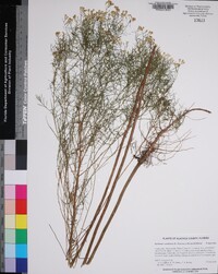 Euthamia caroliniana image