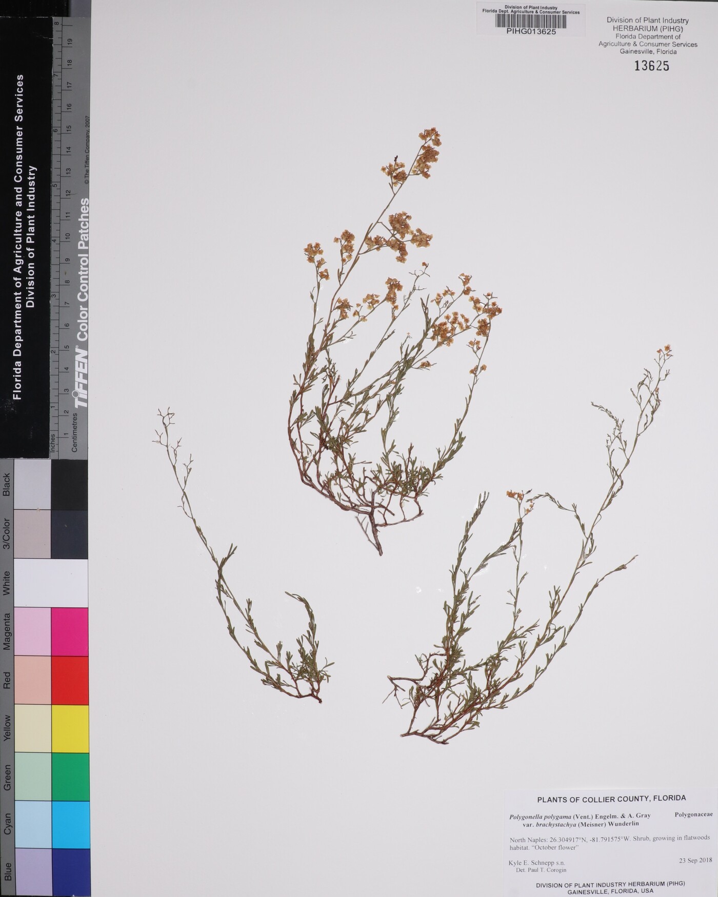 Polygonella polygama var. brachystachya image