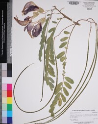 Sesbania grandiflora image