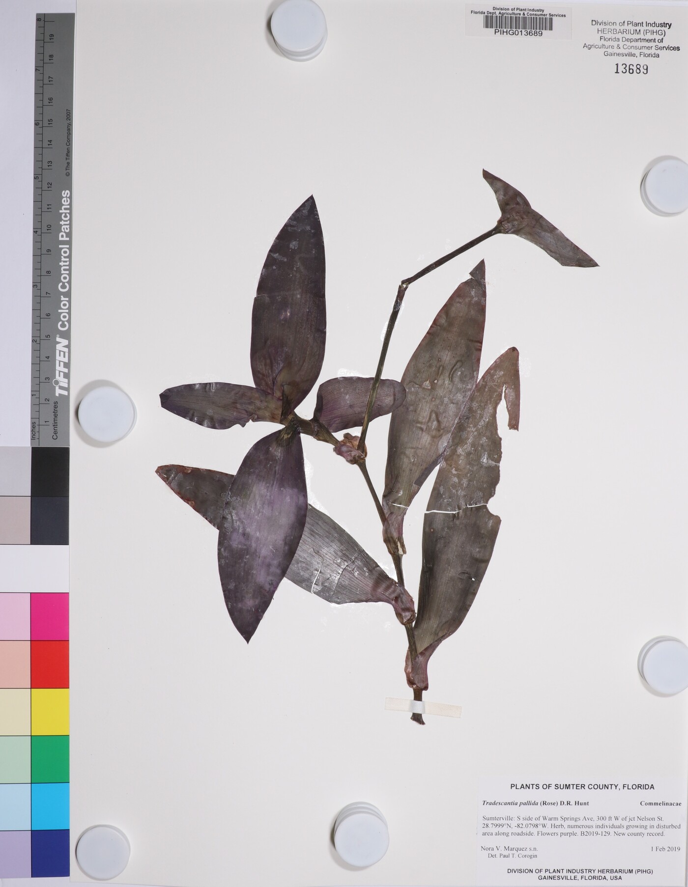 Tradescantia pallida image