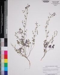 Fumaria officinalis image