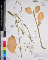 Brassica juncea image