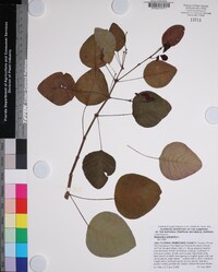 Euphorbia cotinifolia image