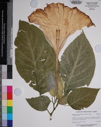 Brugmansia suaveolens image