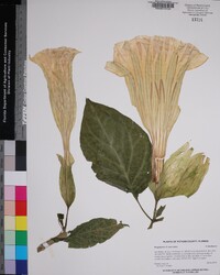 Brugmansia suaveolens image