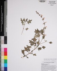 Image of Plectranthus venteri