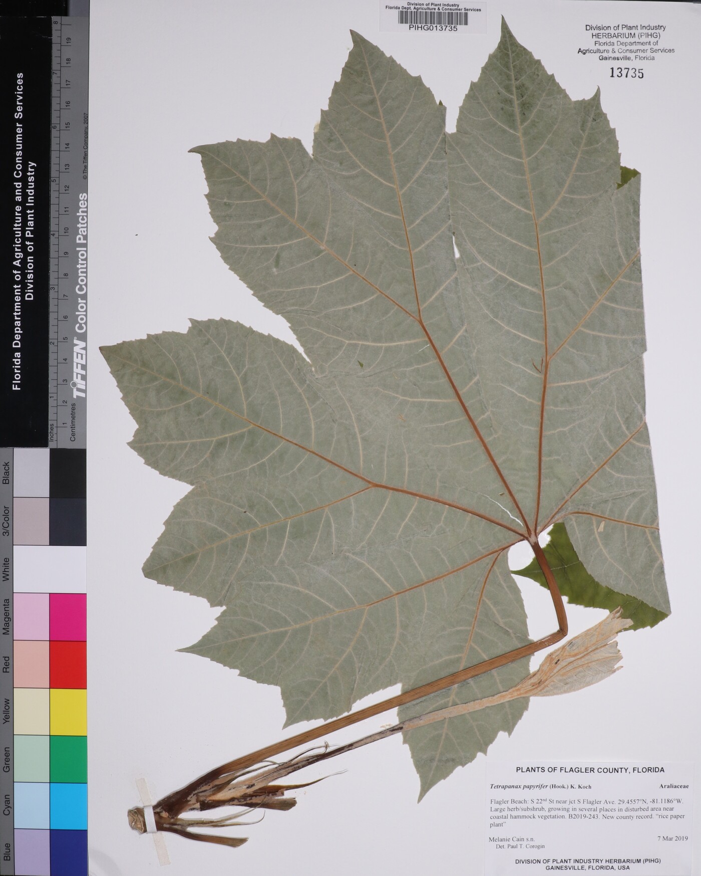 Tetrapanax papyrifer image