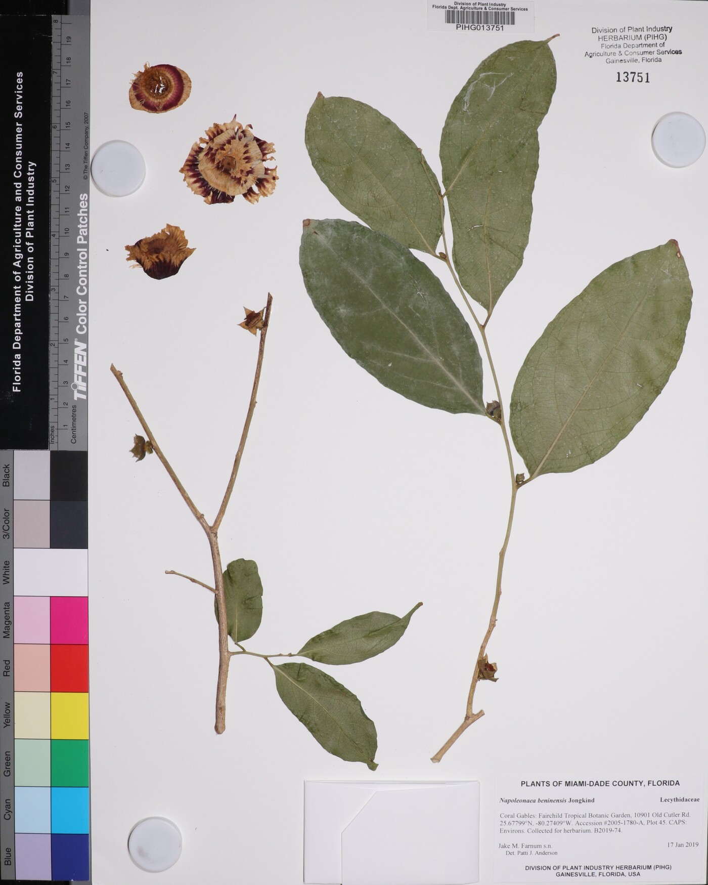 Napoleonaea beninensis image