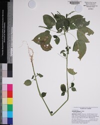 Acalypha setosa image