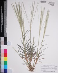 Gymnopogon chapmanianus image
