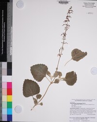 Plectranthus hadiensis image