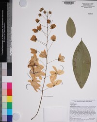 Cassia fistula image