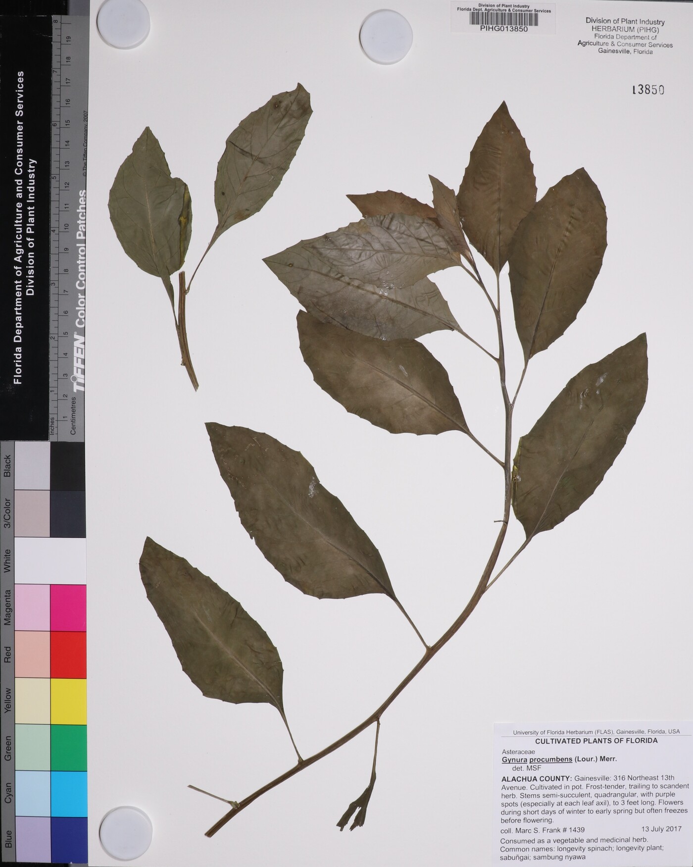 Gynura procumbens image