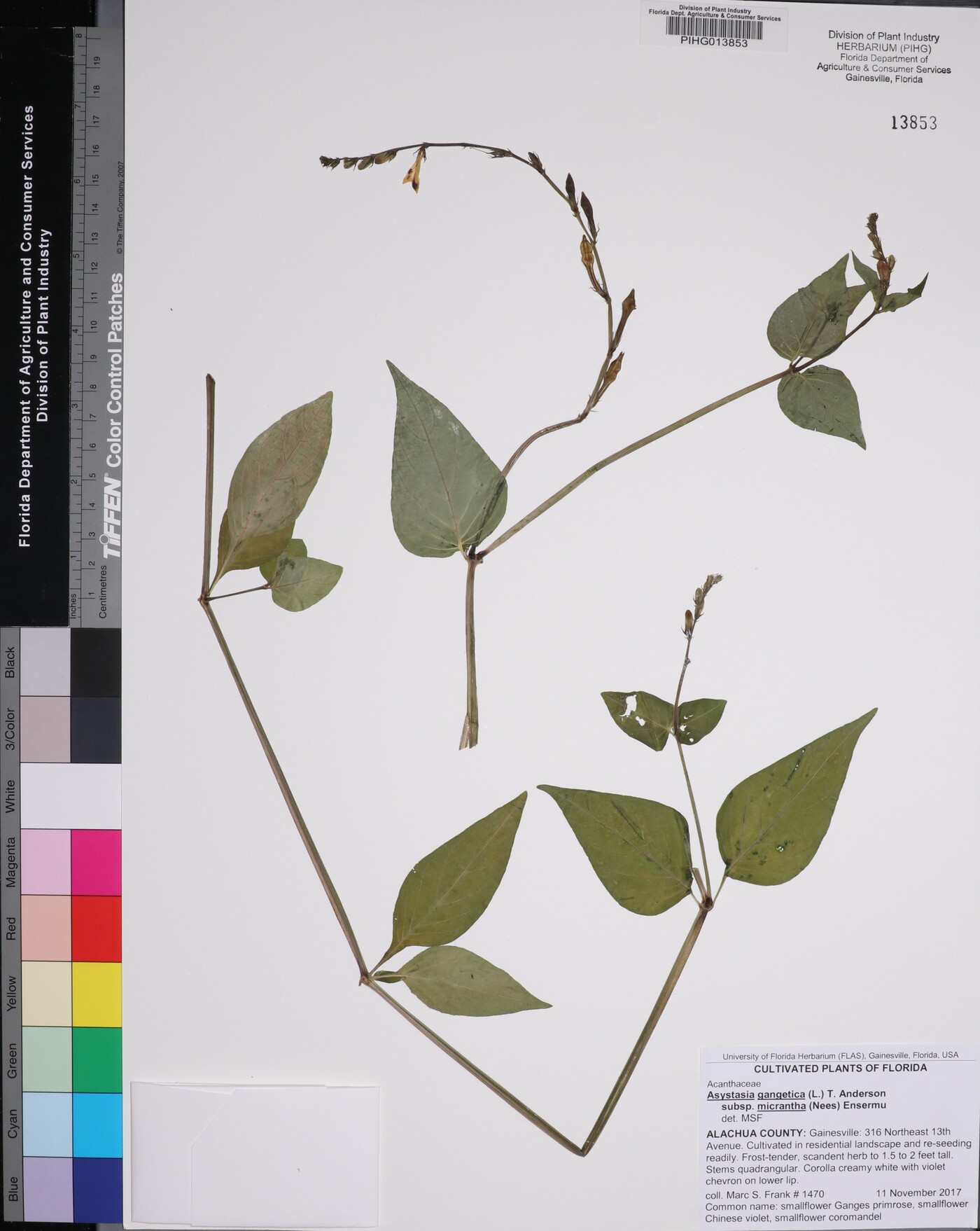 Asystasia gangetica subsp. micrantha image
