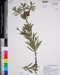 Melaleuca citrina image