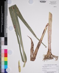 Sorghum x drummondii image