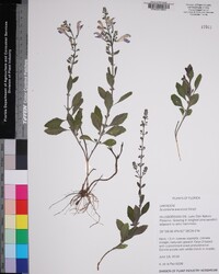 Scutellaria arenicola image