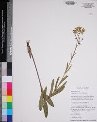 Asclepias connivens image