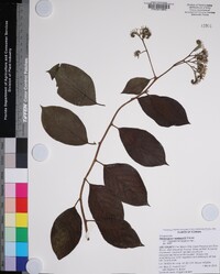 Tournefortia hirsutissima image