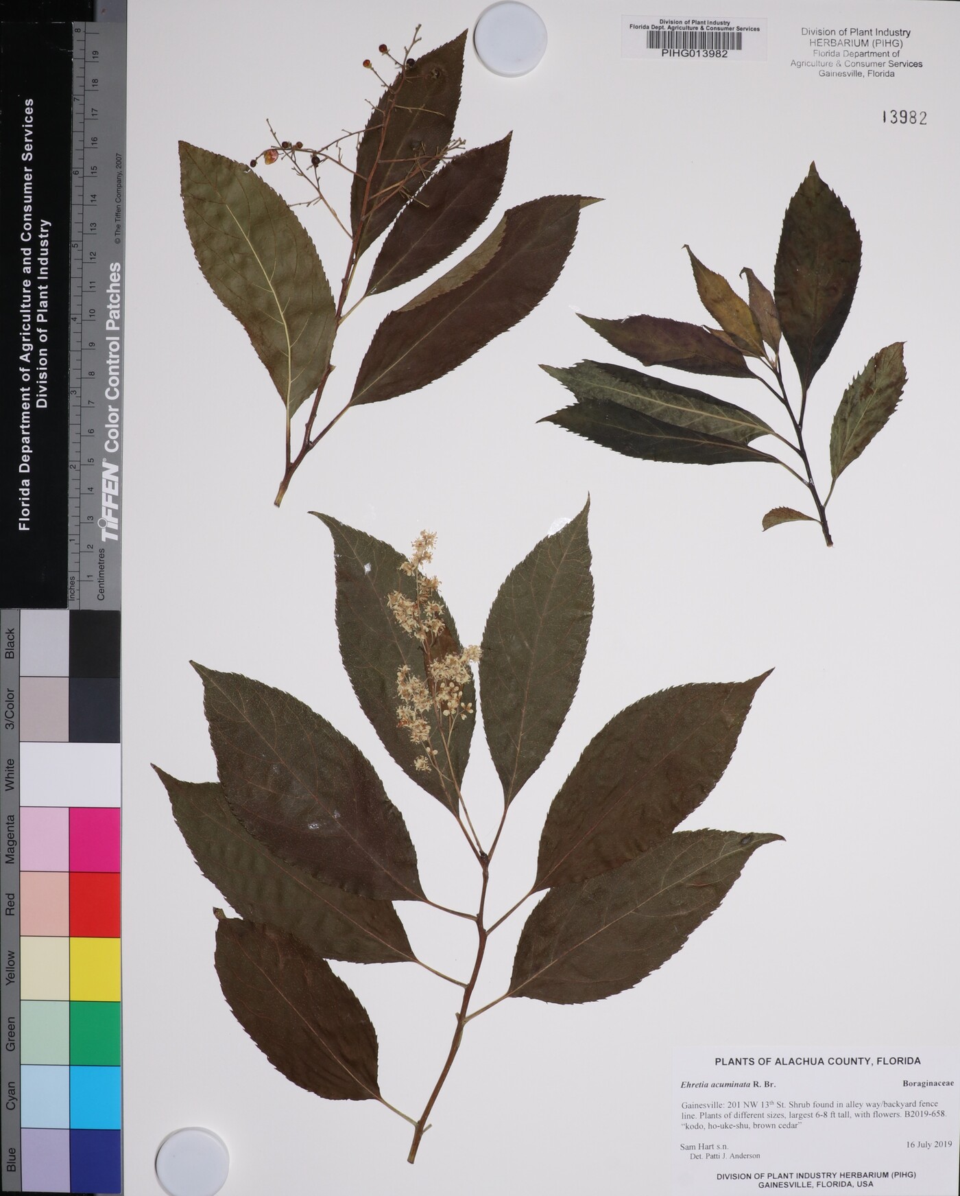 Ehretia acuminata image